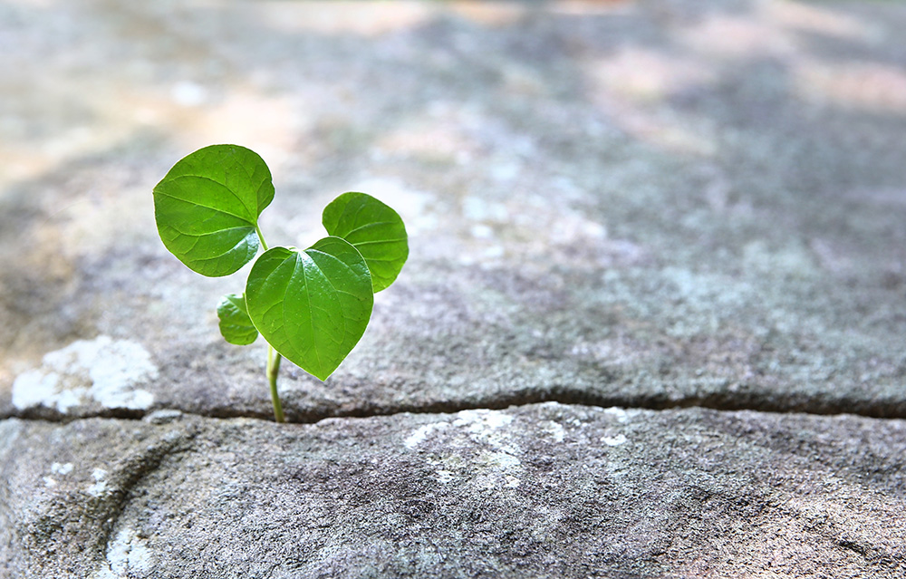 A green sprout emerging from a stone, symbolizing rebirth, revival, and the resilience inherent in community exchange.