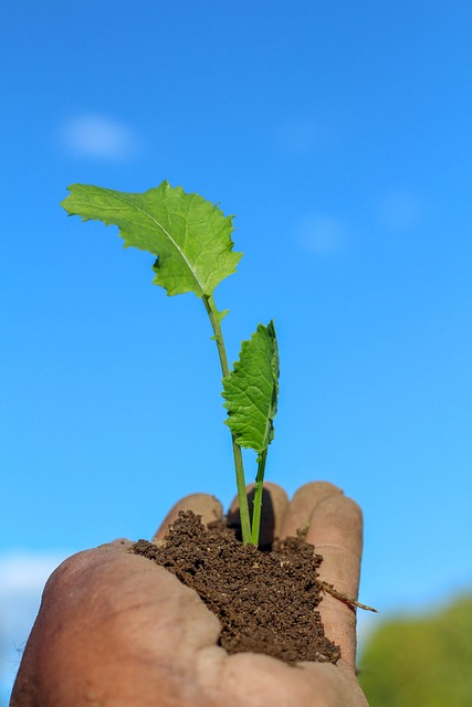 Hand tenderly planting a young plant in a community garden.