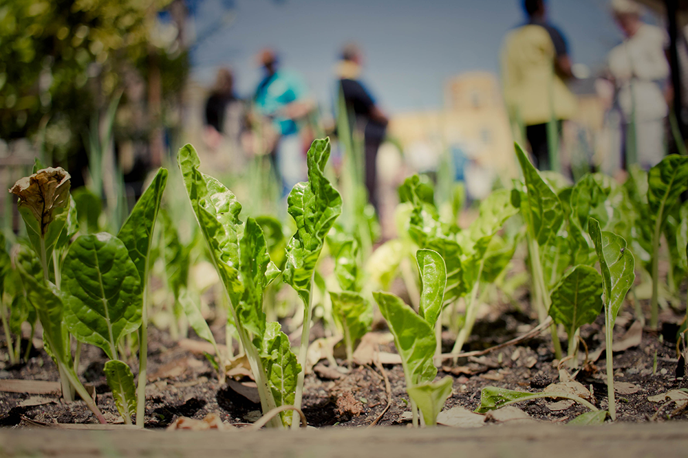Urban residents tending to a lush community garden in the heart of the city.